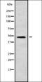 SRY-Box 17 antibody, orb337886, Biorbyt, Western Blot image 