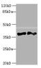 DnaJ Heat Shock Protein Family (Hsp40) Member B4 antibody, A50668-100, Epigentek, Western Blot image 