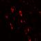 Oligodendrocyte Transcription Factor 2 antibody, LS-C336155, Lifespan Biosciences, Immunofluorescence image 