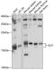 Interleukin 31 antibody, 15-817, ProSci, Western Blot image 