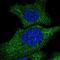 Adh-3 antibody, NBP1-90232, Novus Biologicals, Immunofluorescence image 