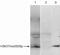 Trimethyl Histone H3K9 antibody, 49-1015, Invitrogen Antibodies, Immunoprecipitation image 