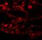 Coiled-Coil Domain Containing 69 antibody, A17261, Boster Biological Technology, Immunofluorescence image 