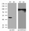 Isocitrate Dehydrogenase (NADP(+)) 1, Cytosolic antibody, MA5-26435, Invitrogen Antibodies, Western Blot image 