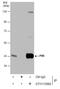 PDZ Binding Kinase antibody, GTX113982, GeneTex, Immunoprecipitation image 