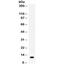 Resistin antibody, R32326, NSJ Bioreagents, Western Blot image 