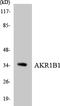 Aldose reductase antibody, LS-C200112, Lifespan Biosciences, Western Blot image 