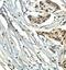 Zinc Finger CCCH-Type Containing 11A antibody, orb77680, Biorbyt, Immunohistochemistry paraffin image 