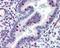 ERCC Excision Repair 4, Endonuclease Catalytic Subunit antibody, 48-030, ProSci, Immunohistochemistry frozen image 