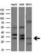 Aquaporin 1 (Colton Blood Group) antibody, LS-C785581, Lifespan Biosciences, Western Blot image 