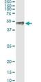 Paired Like Homeodomain 1 antibody, H00005307-M01, Novus Biologicals, Western Blot image 