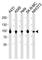 Heat Shock Protein 90 Alpha Family Class A Member 1 antibody, F52567-0.4ML, NSJ Bioreagents, Western Blot image 