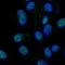 HECT Domain E3 Ubiquitin Protein Ligase 1 antibody, HPA054461, Atlas Antibodies, Immunofluorescence image 