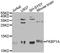 FKBP Prolyl Isomerase 1A antibody, orb48379, Biorbyt, Western Blot image 
