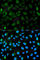 Promyelocytic Leukemia antibody, A1184, ABclonal Technology, Immunofluorescence image 