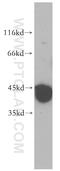Phosphoribosyl Pyrophosphate Synthetase Associated Protein 2 antibody, 17814-1-AP, Proteintech Group, Western Blot image 