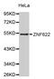 Zinc Finger Protein 622 antibody, MBS129988, MyBioSource, Western Blot image 