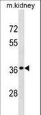 Developmentally Regulated GTP Binding Protein 2 antibody, LS-C159491, Lifespan Biosciences, Western Blot image 