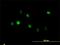 Annexin A5 antibody, H00000308-M01, Novus Biologicals, Immunocytochemistry image 