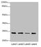 TNF Alpha Induced Protein 8 antibody, LS-C676613, Lifespan Biosciences, Western Blot image 