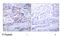 Nuclear Factor Kappa B Subunit 2 antibody, GTX79001, GeneTex, Immunohistochemistry paraffin image 