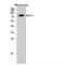 Epsin 1 antibody, LS-C383389, Lifespan Biosciences, Western Blot image 