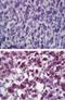 Catalase antibody, NBP2-24916, Novus Biologicals, Immunohistochemistry frozen image 