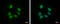RNA Binding Motif Protein, Y-Linked, Family 1, Member J antibody, GTX122973, GeneTex, Immunofluorescence image 