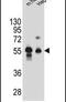 Dipeptidase 3 antibody, PA5-24277, Invitrogen Antibodies, Western Blot image 