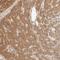 Glucose-6-Phosphate Isomerase antibody, NBP1-90177, Novus Biologicals, Immunohistochemistry paraffin image 