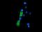 Zinc Ribbon Domain Containing 2 antibody, GTX83556, GeneTex, Immunocytochemistry image 