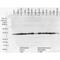 DnaJ Heat Shock Protein Family (Hsp40) Member B1 antibody, MA5-27685, Invitrogen Antibodies, Western Blot image 