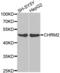 Cholinergic Receptor Muscarinic 2 antibody, abx001318, Abbexa, Western Blot image 