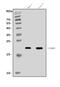 Claudin 3 antibody, A04393-5, Boster Biological Technology, Western Blot image 