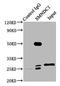 Survival Motor Neuron Domain Containing 1 antibody, LS-C396751, Lifespan Biosciences, Immunoprecipitation image 