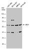 Zic Family Member 1 antibody, PA5-78235, Invitrogen Antibodies, Western Blot image 