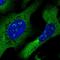 Cytoplasmic dynein 1 intermediate chain 2 antibody, HPA053987, Atlas Antibodies, Immunofluorescence image 