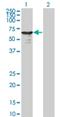 L3MBTL Histone Methyl-Lysine Binding Protein 4 antibody, H00091133-M01, Novus Biologicals, Western Blot image 