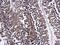 WD Repeat Domain 24 antibody, PA5-31637, Invitrogen Antibodies, Immunohistochemistry frozen image 