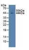 Thioredoxin Interacting Protein antibody, MBS2027007, MyBioSource, Western Blot image 