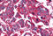 NIMA Related Kinase 7 antibody, MBS246713, MyBioSource, Immunohistochemistry frozen image 