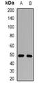 Protein Tyrosine Phosphatase Non-Receptor Type 2 antibody, orb381993, Biorbyt, Western Blot image 