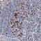 TNF Receptor Superfamily Member 4 antibody, AF3388, R&D Systems, Immunohistochemistry paraffin image 
