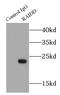 CASP2 And RIPK1 Domain Containing Adaptor With Death Domain antibody, FNab07092, FineTest, Immunoprecipitation image 