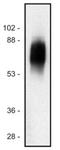 Signaling Threshold Regulating Transmembrane Adaptor 1 antibody, NB500-486, Novus Biologicals, Western Blot image 