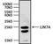 Lin-7 Homolog A, Crumbs Cell Polarity Complex Component antibody, PA5-30871, Invitrogen Antibodies, Western Blot image 