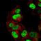 Zinc Finger Imprinted 2 antibody, HPA026070, Atlas Antibodies, Immunocytochemistry image 