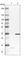 Carbonic Anhydrase 5B antibody, HPA012618, Atlas Antibodies, Western Blot image 