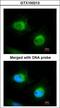 Cofilin 2 antibody, LS-C185345, Lifespan Biosciences, Immunocytochemistry image 