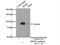 Zinc Finger And BTB Domain Containing 1 antibody, 26287-1-AP, Proteintech Group, Immunoprecipitation image 